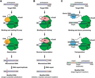 Reprogramming Microbial CO2-Metabolizing Chassis With CRISPR-Cas Systems